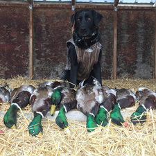 Montana Duck Hunting Montana Duck Duck Hunting