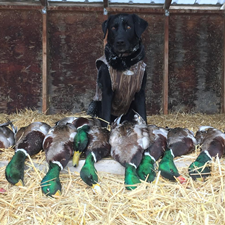 Montana Duck Duck Hunting