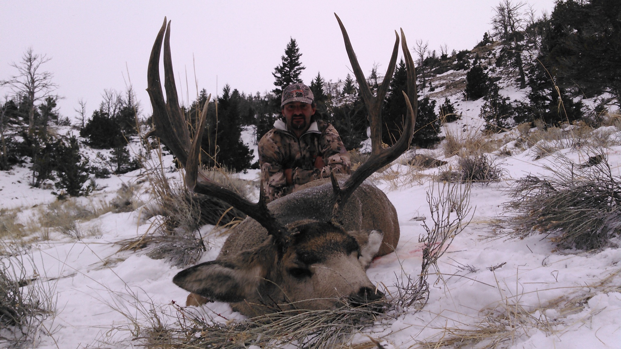 Montana Elk Hunting Guides