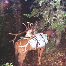 Montana Trophy Elk Hunting